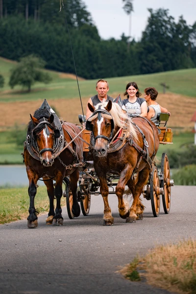 Pferdegespann f&auml;hrt auf einer Stra&szlig;e w&auml;hrend der Lindau-Klassik Rallye