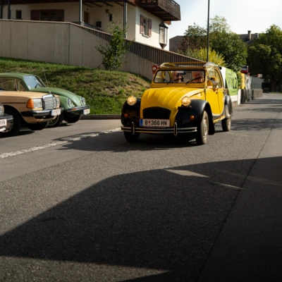 Ente-im-Sonnenlicht